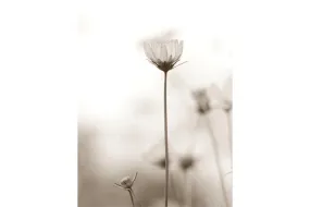Cosmos